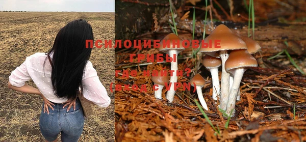 гашик Арсеньев